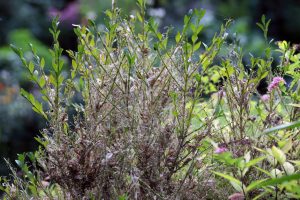 Boxwood shrub damage from Box Tree Moth in Ohio