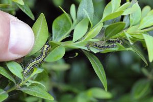 Box Tree Moth caterpillars on boxwood leaves
