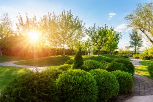 Healthy boxwood shrubs in Cincinnati garden