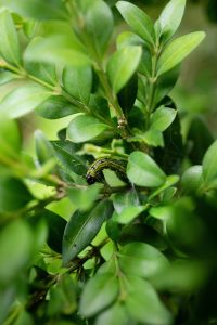Small green btm on leaves of boxwood