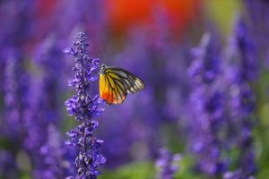 monarch butterfly on lavender in garden