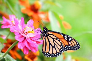 butterfly on perennial flower in cincinnati, ohio