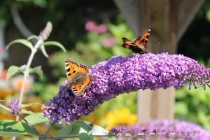 Butterfly Garden in Cincinnati,Ohio