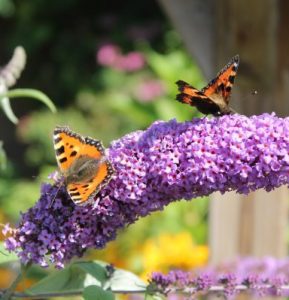 butterfly on butterfly bush