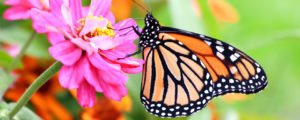 butterfly in garden