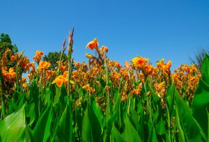 Summer Garden with Canna