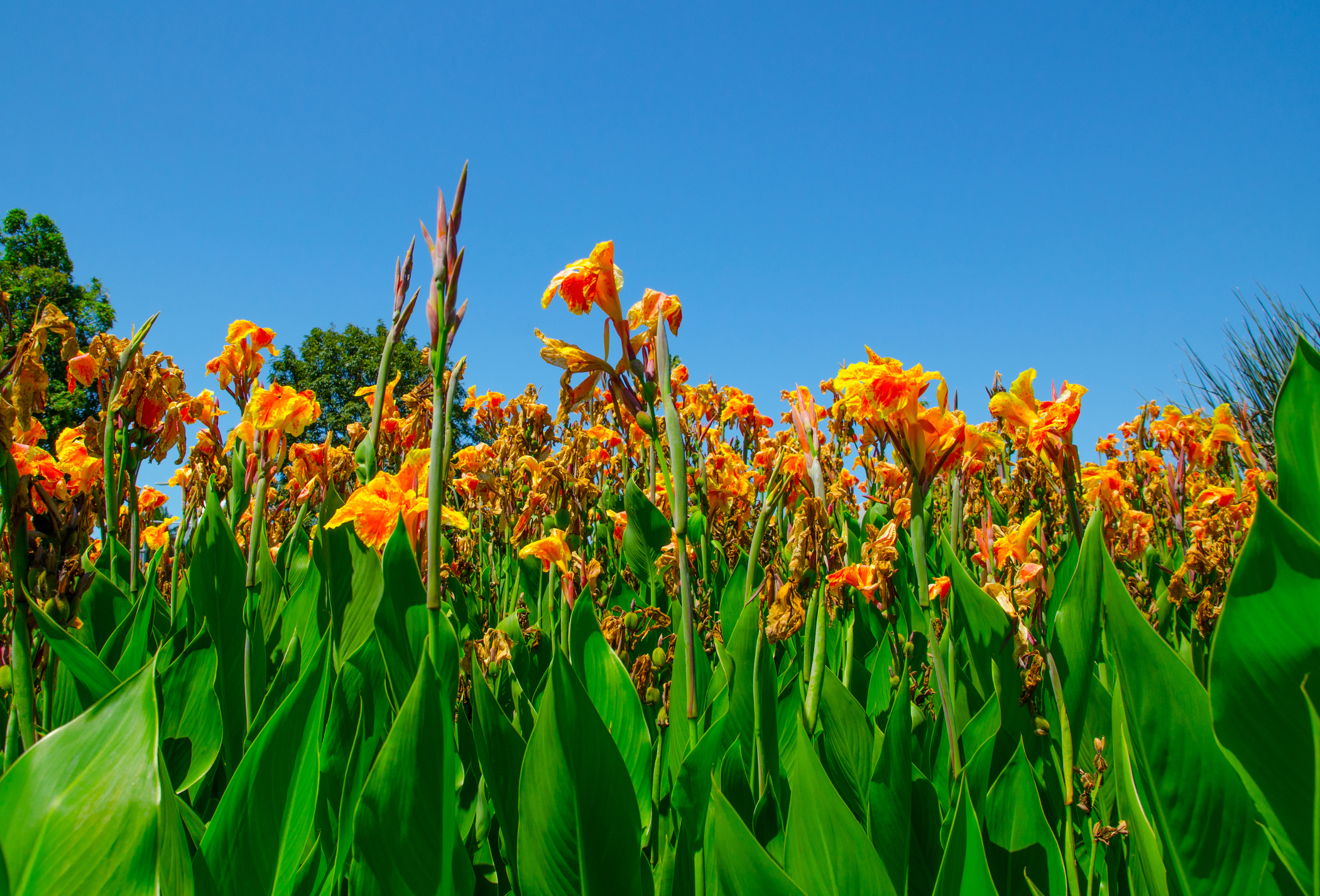 Summer Garden with Canna, Cincinnati, Ohio