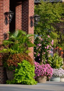 Cincinnati Container Gardening Tips for Spring."