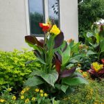 Cleopatra canna growing in a tropical container garden on a Mason Ohio patio with lush summer foliage