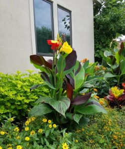 Cleopatra canna growing in a tropical container garden on a Mason Ohio patio with lush summer foliage