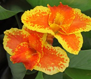 Canna, Cincinnati, Ohio