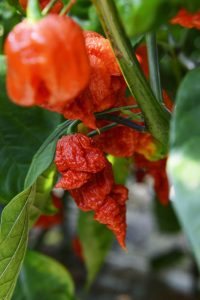 Hottest Pepper Plant, Cincinnati, Ohio