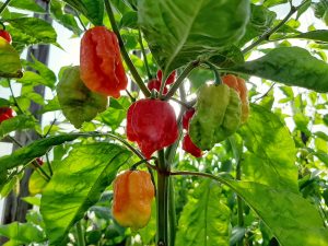 Carolina Reaper plant growing, World's Hottest Pepper Growing in Cincinnati at Natorp's