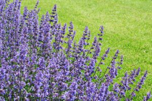 Catmint Deer Resistant Perennials, CIncinnati