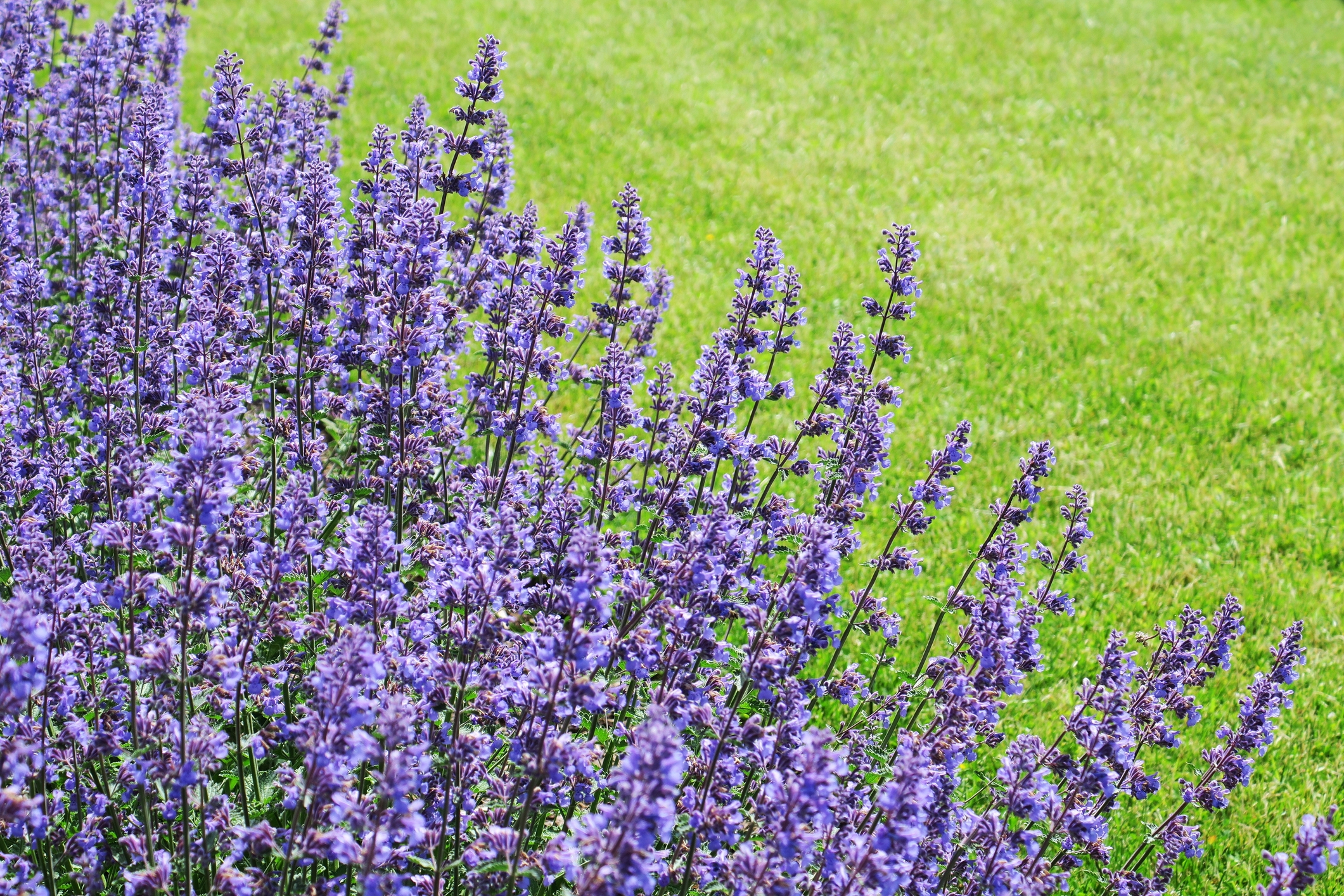 Catmint Deer Resistant Perennials, CIncinnati