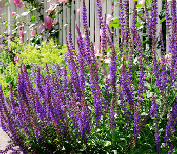 Spring Blooming Plants