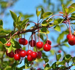 Fruit tree collection for gardeners with peaches, plums, and cherries chosen for juicy summer harvests, pie-making, self-pollinating options, and sunny backyard growing.