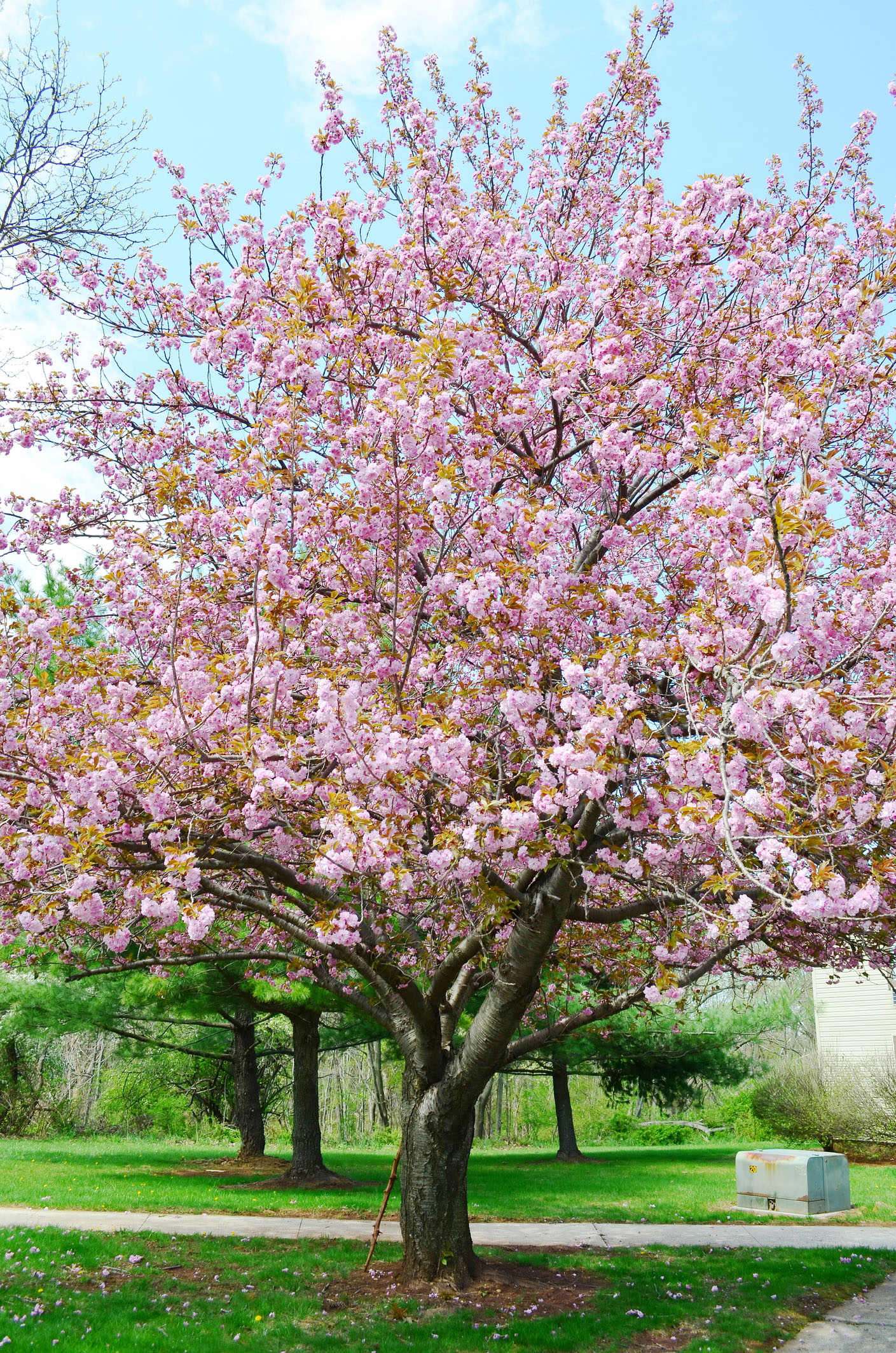 cherry tree in Cincinnati, Ohio