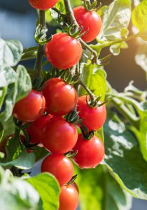 tomatoes in garden in Cincinnati, Ohio