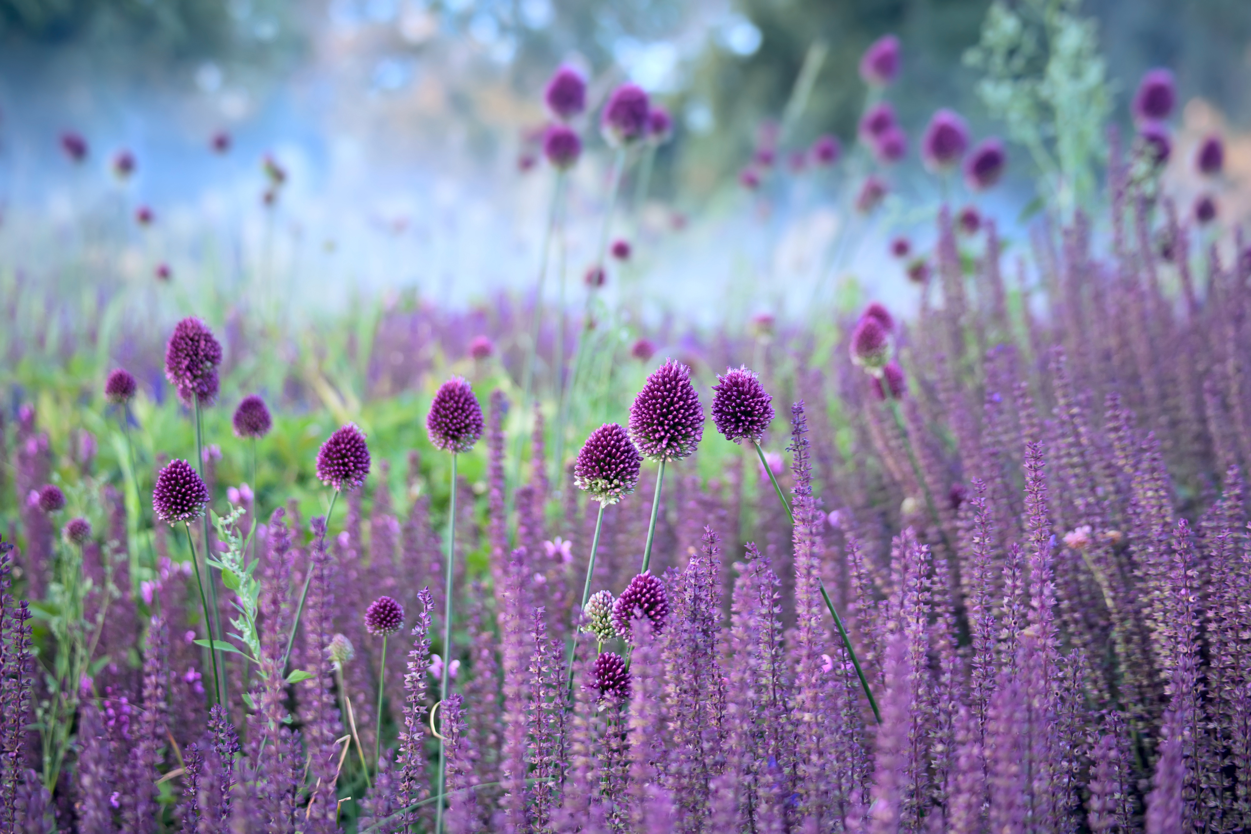 chives and lavender growing in a garden