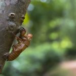 Cicada in Cincinnati garden with plant protection tips.