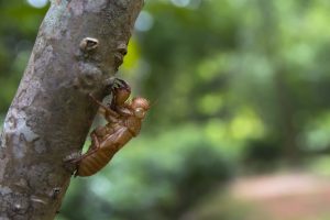 Cicada in Cincinnati, Ohio