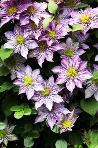 Clematis growing in Loveland, Ohio
