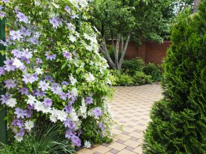 clematis covering fence in home garden