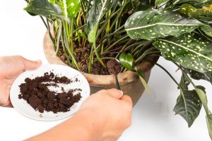 Using coffee grounds as a soil amendment for indoor plants