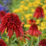 Hot Papaya coneflowers blooming in a Cincinnati fall garden