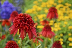 Hot Papaya coneflowers blooming in a Cincinnati fall garden