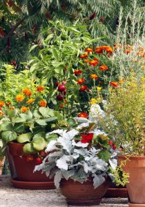 Container Gardens