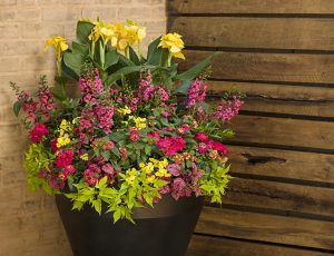 spring container garden with canna, lantana, and sweet potato vine