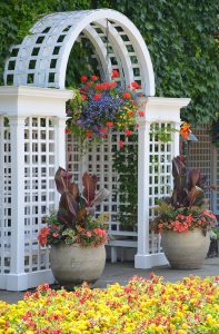 Tropical plants like hibiscus and palms in outdoor containers, available at Natorp’s Nursery