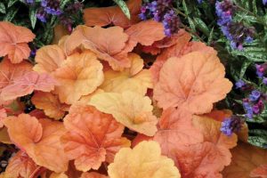 coral bells in fall garden