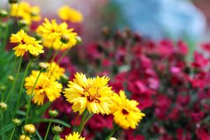 coreopsis plant in spring garden