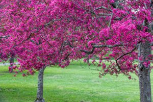 Crabapple in Spring, Cincinnati, Ohio