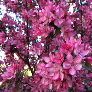crabapple tree in spring garden