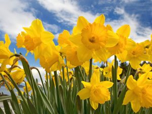 daffodils in spring