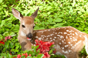 Deer eating plants, cincinnati, ohio