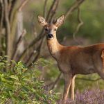 Deer in a garden with deer-resistant plant recommendations for Cincinnati
