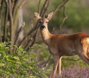 Deer in a garden with deer-resistant plant recommendations for Cincinnati
