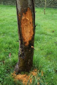 Tree trunk damaged by deer rubbing in Cincinnati yard