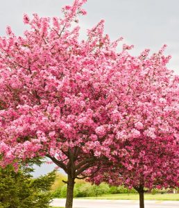 Natorps Crabapple