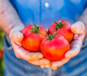 tomatoes picked from garden