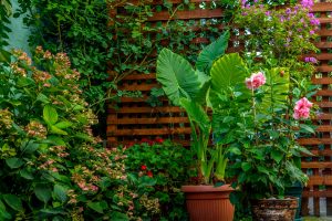 Elephant Ears in backyard garden