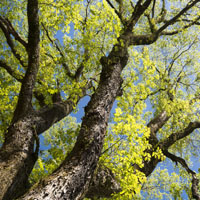 Allee Lacebark Elm featuring unique peeling bark in gray and orangey-brown tones, a fast-growing shade tree for Cincinnati