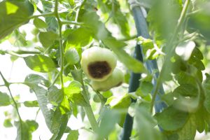 Tomato plant affected by Blossom End Rot due to uneven watering