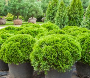 Natorps with shrubs and trees