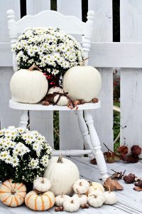 Monochromatic mum display for autumn garden